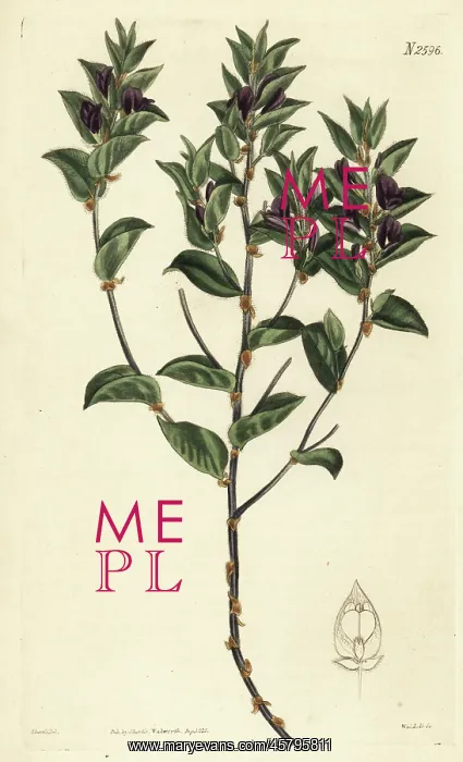 : Fountainbush, Psoralea imbricata : Fountainbush, Psoralea imbricata