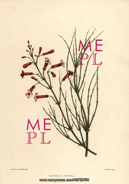 : Fountainbush, Russelia equisetiformis : Fountainbush, Russelia equisetiformis