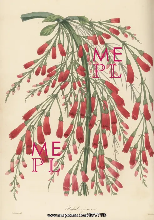 : Fountainbush, Russelia equisetiformis : Fountainbush, Russelia equisetiformis