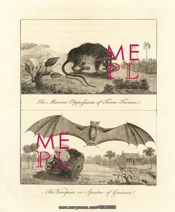 : Four-eyed opossum and false vampire bat : Four-eyed opossum and false vampire bat