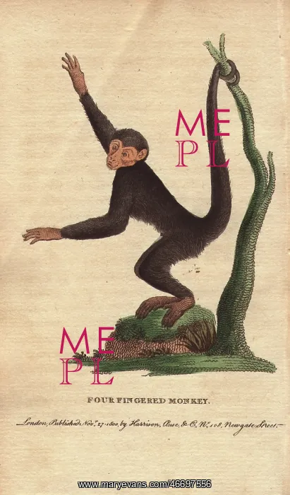 : Four-fingered monkey or coaita, Ateles paniscus : Four-fingered monkey or coaita, Ateles paniscus