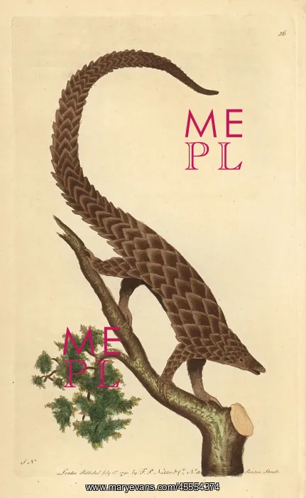 : Four-toed manis, long-tailed or black-bellied : Four-toed manis, long-tailed or black-bellied