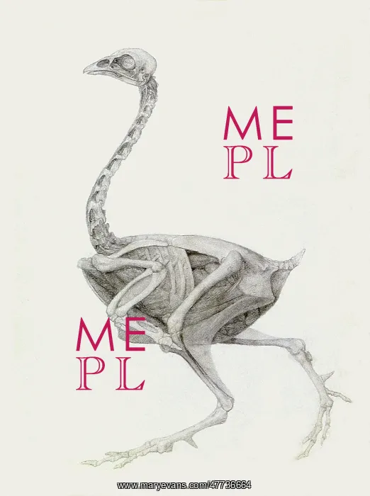: Fowl, Lateral View, Deeply Dissected, by Stubbs : Fowl, Lateral View, Deeply Dissected, by Stubbs