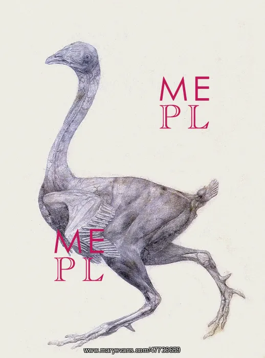 : Fowl, Lateral View, Most Feathers Removed, by Stubbs : Fowl, Lateral View, Most Feathers Removed, by Stubbs
