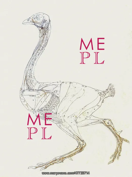 : Fowl Skeleton, Lateral View... by Stubbs : Fowl Skeleton, Lateral View... by Stubbs
