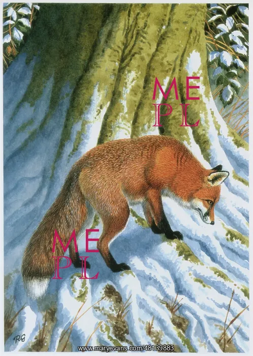  : Fox