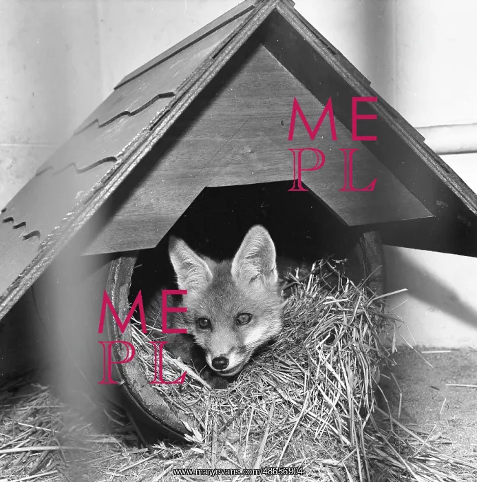  : Fox