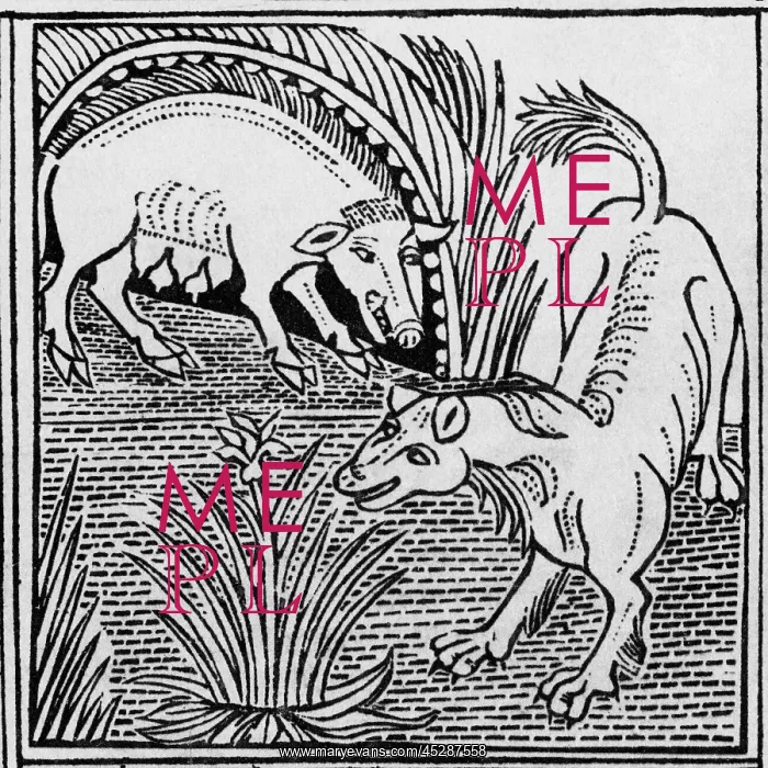  : The fox & the boar