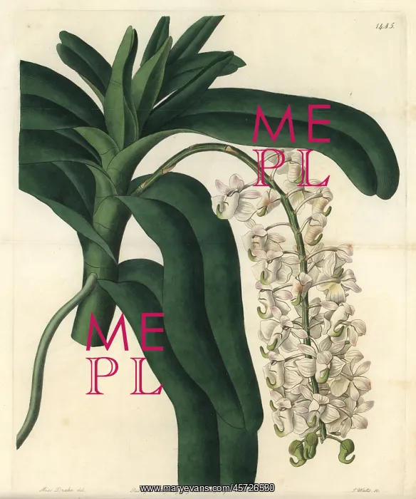 : Fox brush orchid, Aerides cornutum : Fox brush orchid, Aerides cornutum