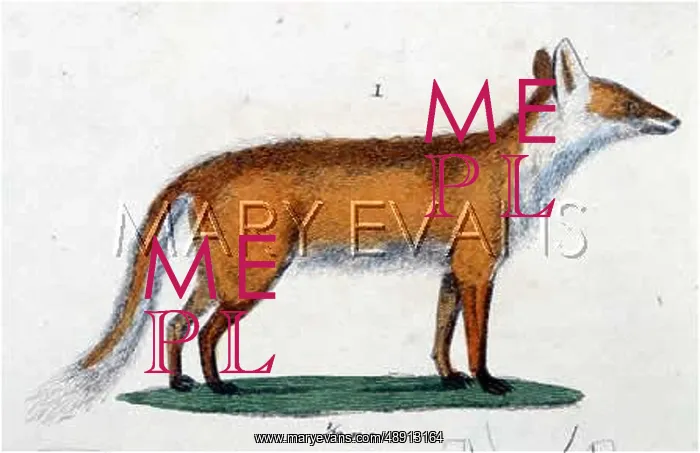  : FOX C1810. A fox