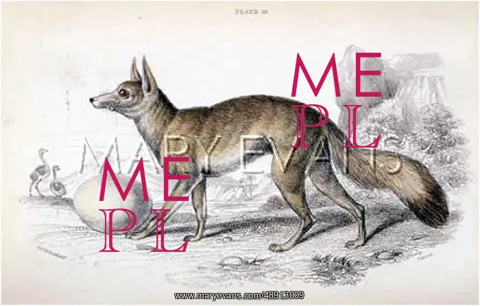  : FOX  /  CAAMA FENNEC 1839