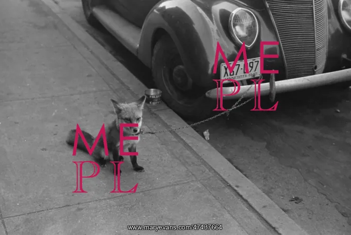 : Fox chained to automobile. Moorehead, Minnesota : Fox chained to automobile. Moorehead, Minnesota