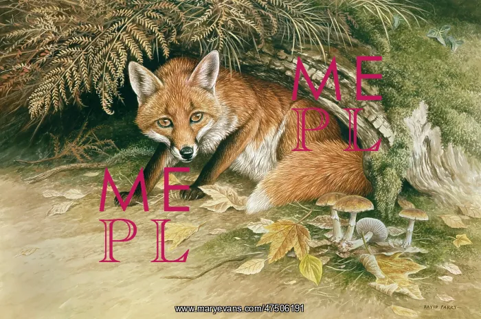 : Fox cub with bracken and toadstools : Fox cub with bracken and toadstools