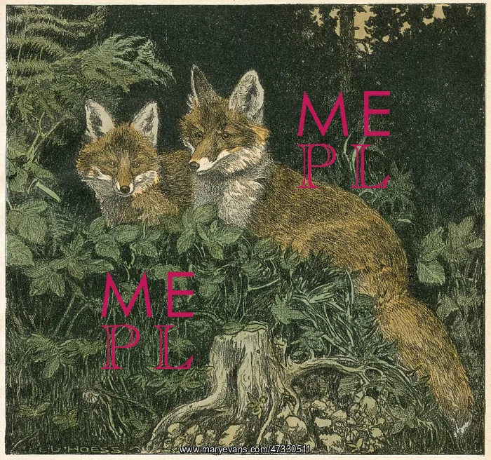 : FOX CUBS 1906 : FOX CUBS 1906