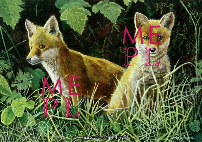  : Two Fox Cubs in Undergrowth