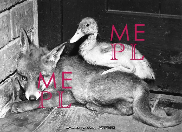  : Fox and Duckling