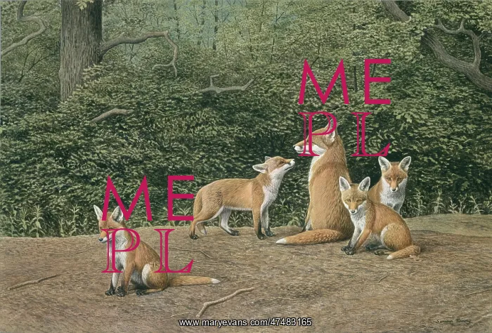  : Fox Family