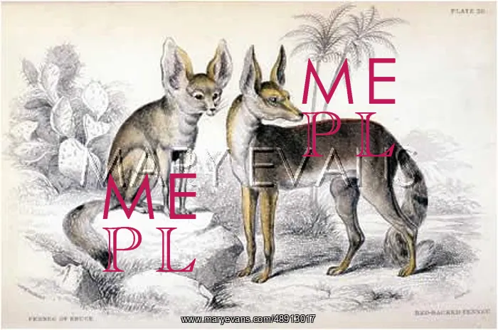 : FOX / FENNEC OF BRUCE : FOX / FENNEC OF BRUCE