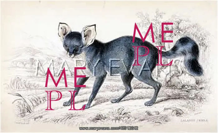 : FOX / FENNEC LALAND 1840 : FOX / FENNEC LALAND 1840