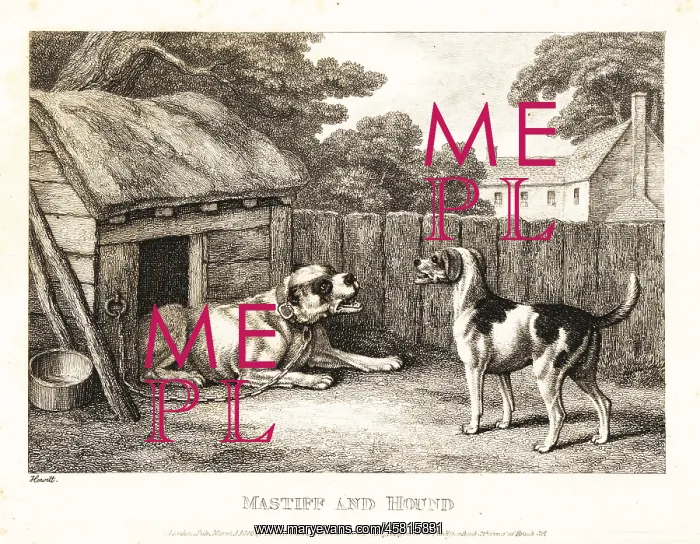 : A fox hound berating a mastiff chained to a kennel : A fox hound berating a mastiff chained to a kennel
