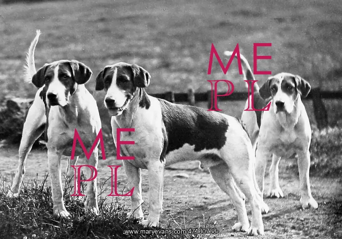  : Fox hounds
