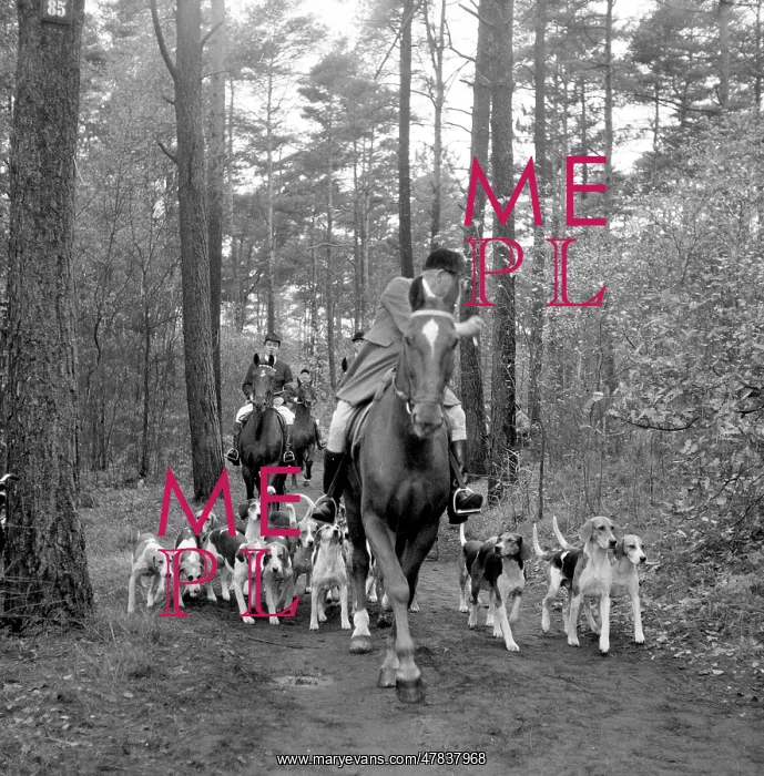 : Fox hunting : Fox hunting