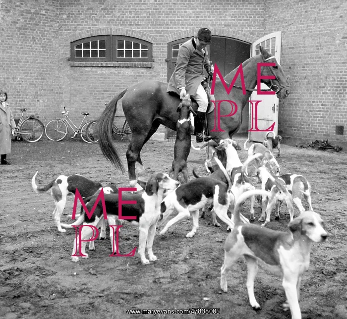 : Fox hunting : Fox hunting
