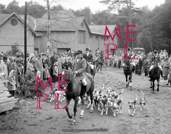 : Fox hunting : Fox hunting