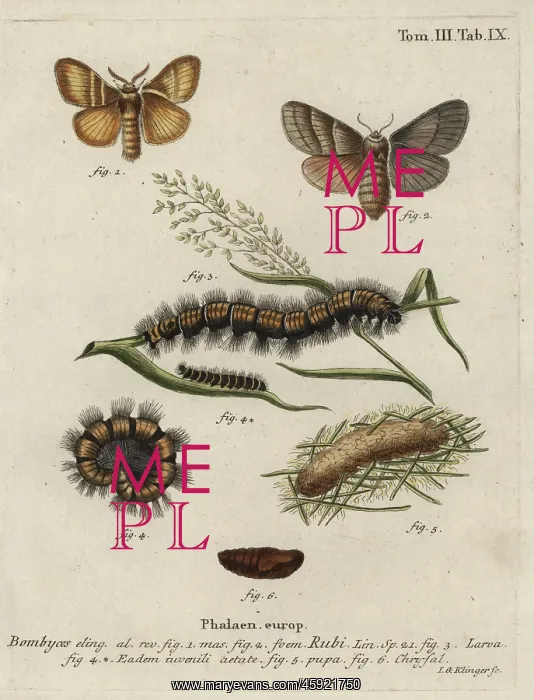 : Fox moth, Macrothylacia rubi : Fox moth, Macrothylacia rubi