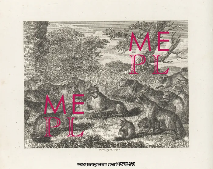 : The Fox at the Point of Death : The Fox at the Point of Death