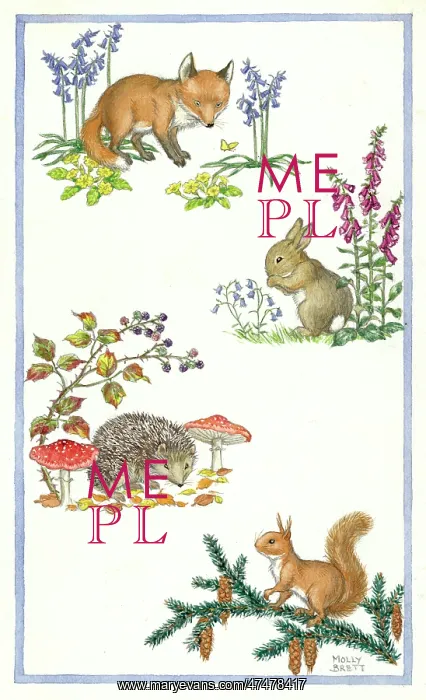 : Fox, Rabbit, Hedgehog and Squirrel : Fox, Rabbit, Hedgehog and Squirrel
