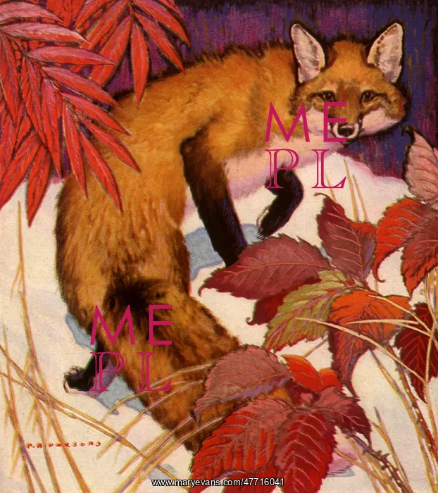  : Fox in the Snow