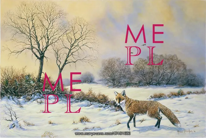 : Fox in a Snow-covered Landscape : Fox in a Snow-covered Landscape