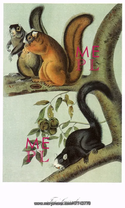  : Fox Squirrels