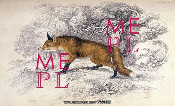  : FOX  /  STEWART C1840
