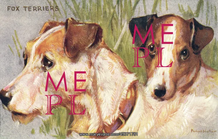 : Fox Terriers : Fox Terriers