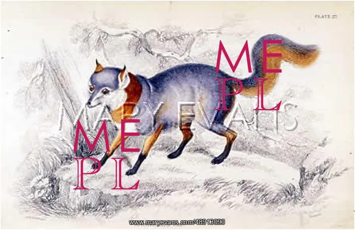  : FOX  /  TRICOLOURED 1840