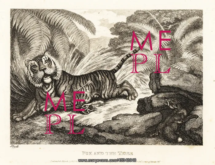 : A fox watches a wounded tiger : A fox watches a wounded tiger