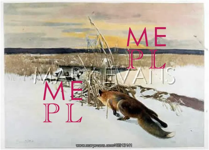 : FOX / WATCHING DUCKS 19C : FOX / WATCHING DUCKS 19C