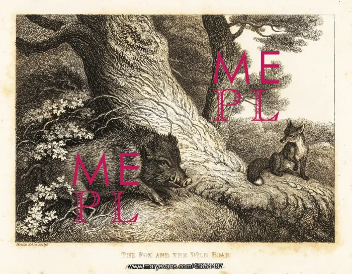 : A fox watching a wild boar sharpen its tusks on a tree : A fox watching a wild boar sharpen its tusks on a tree