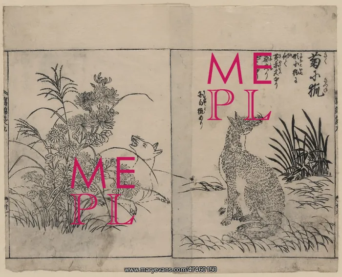  : Foxes and chrysanthemums