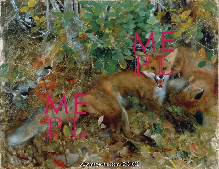 : Foxes ' two foxes in undergrowth : Foxes ' two foxes in undergrowth