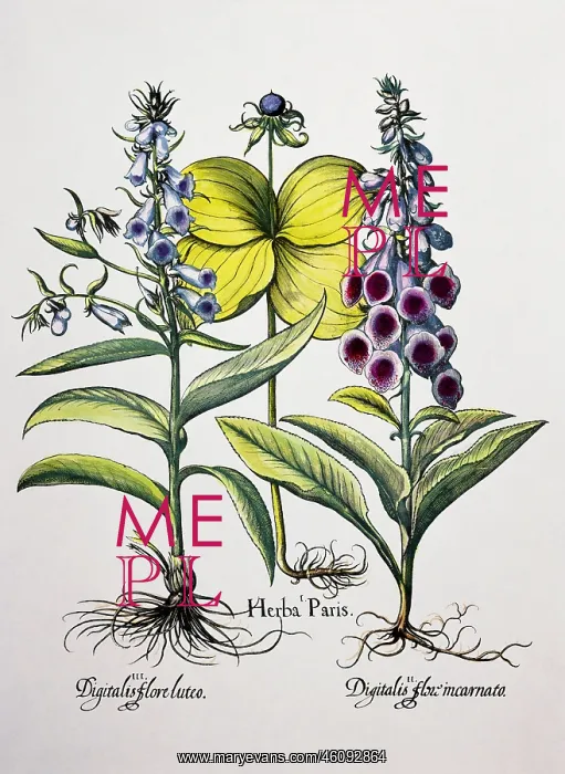 : Foxglove (Digitalis flore luteo), Herb Paris : Foxglove (Digitalis flore luteo), Herb Paris