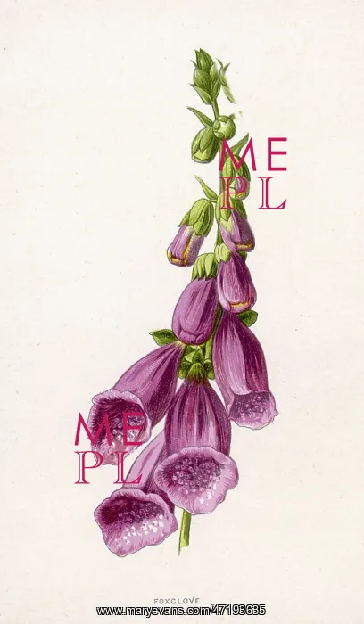  : FOXGLOVE DIGITALIS