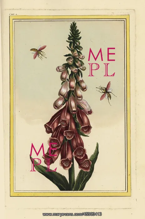 : Foxglove, Digitalis purpurea : Foxglove, Digitalis purpurea