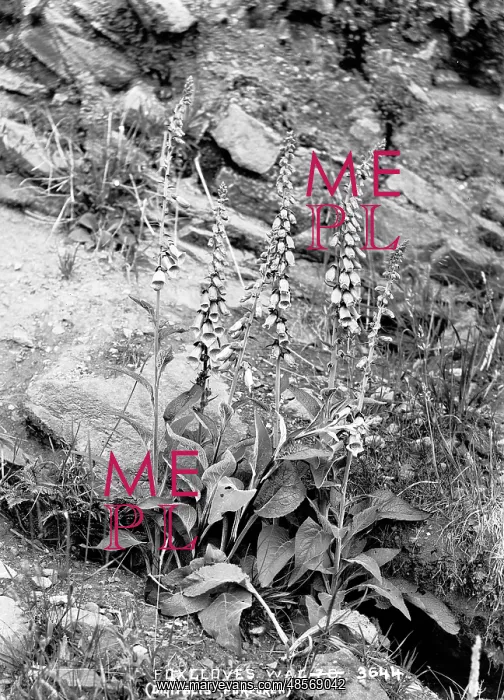 : Foxglove (Digitalis Purpurea) : Foxglove (Digitalis Purpurea)