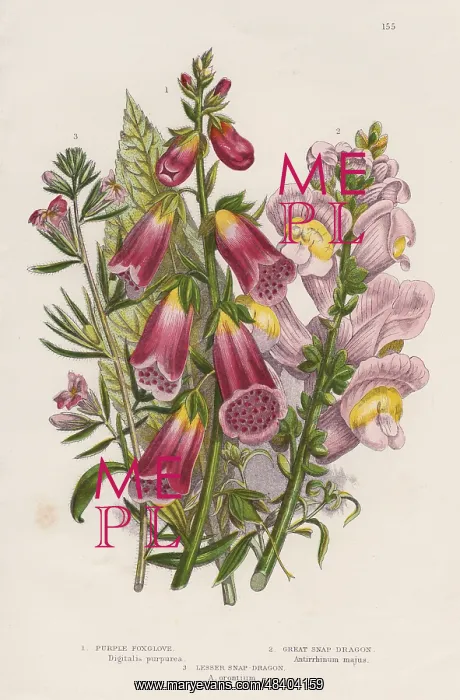 : Foxglove (Digitalis purpurea), centre. The natural : Foxglove (Digitalis purpurea), centre. The natural