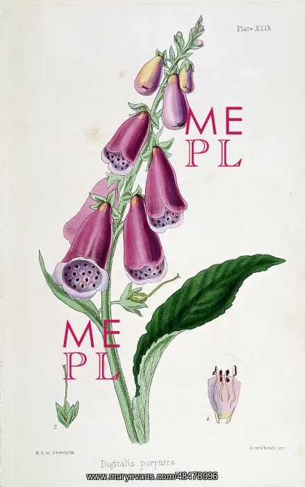 : Foxglove (Digitalis purpurea) source of Digitalis : Foxglove (Digitalis purpurea) source of Digitalis