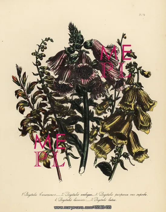 : Foxglove or Digitalis species : Foxglove or Digitalis species