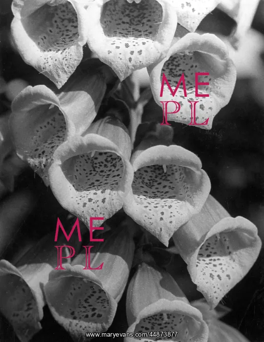  : FOXGLOVE FLOWERS
